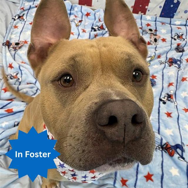 Enlarge PICKLE PANTS, a Adoptable Pit Bull Terrier in Indianapolis, IN image 1/1