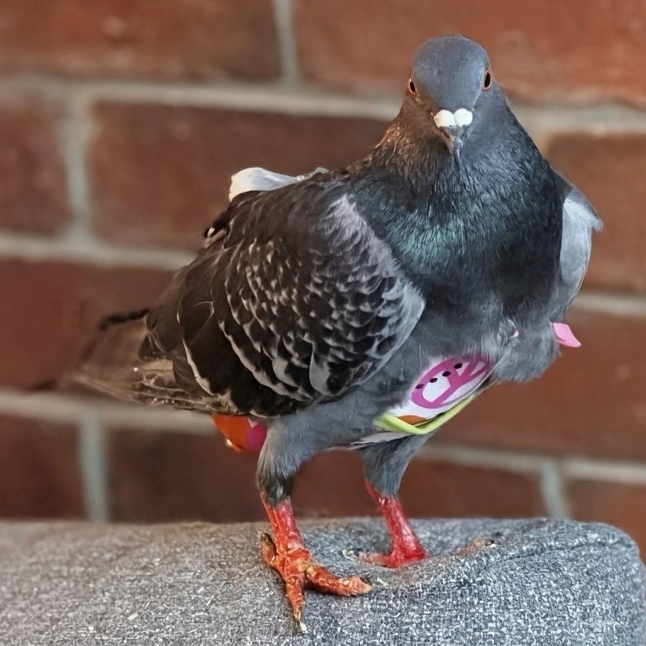 Cupcake, an adopted Pigeon in Chicago, IL image 5/5