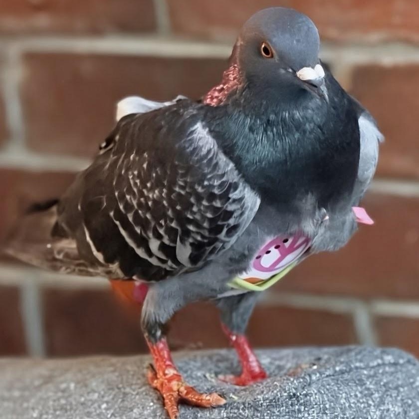 Cupcake, an adopted Pigeon in Chicago, IL image 1/5