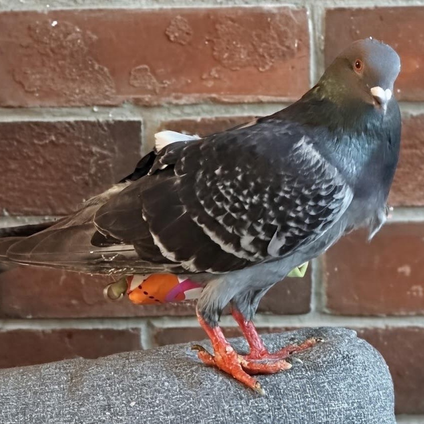 Cupcake, an adopted Pigeon in Chicago, IL image 2/5