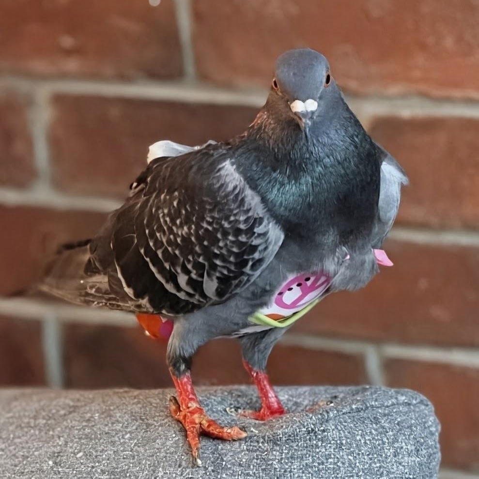 Cupcake, an adopted Pigeon in Chicago, IL image 4/5