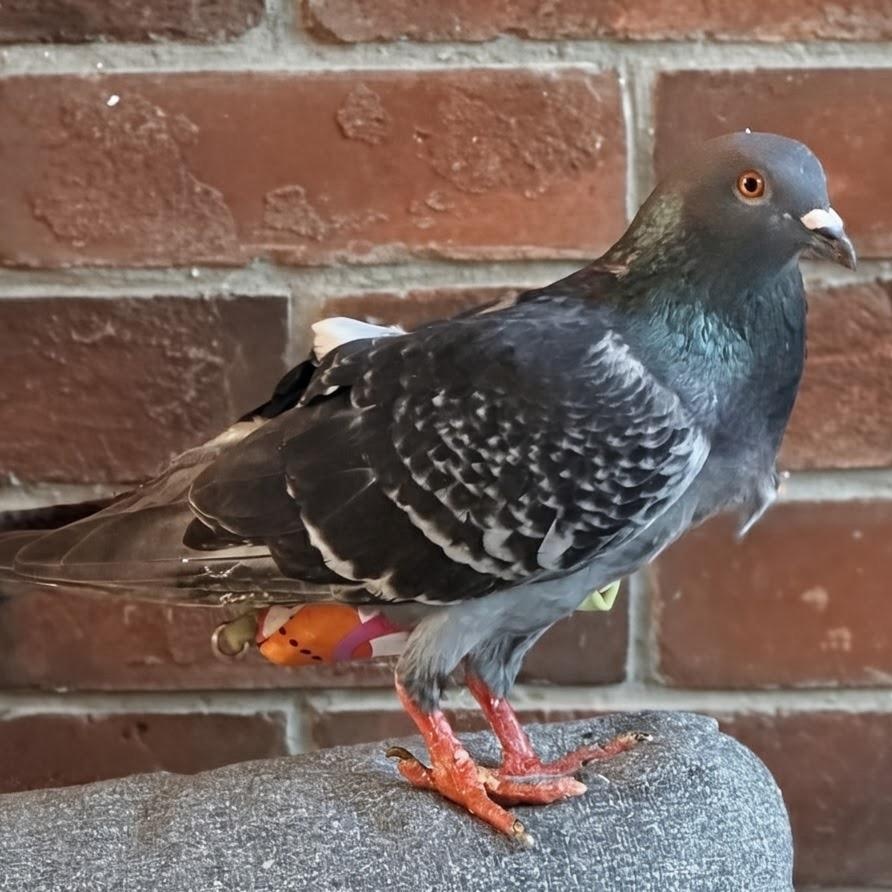 Cupcake, an adopted Pigeon in Chicago, IL image 3/5