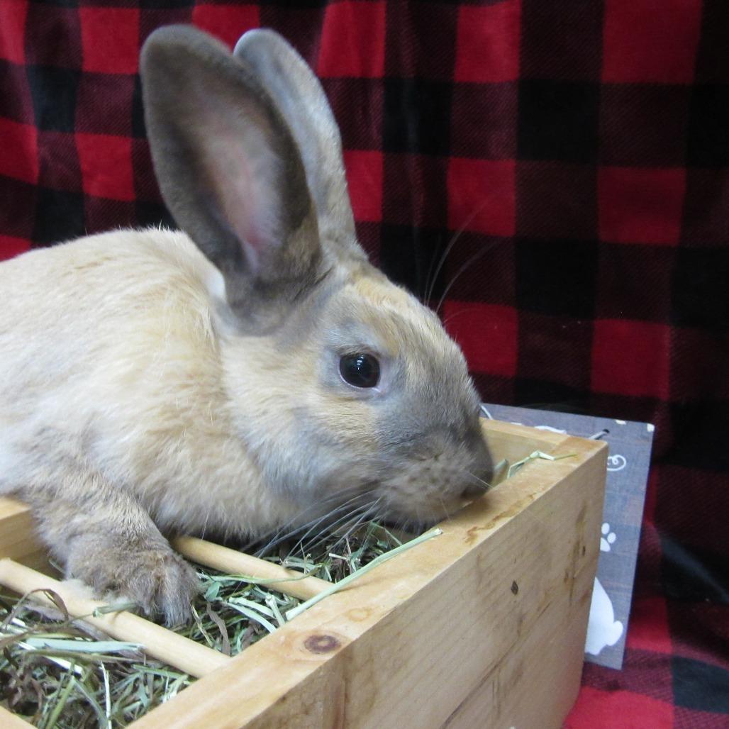 Pinecone, Adoptable, Adult Female Bunny Rabbit.