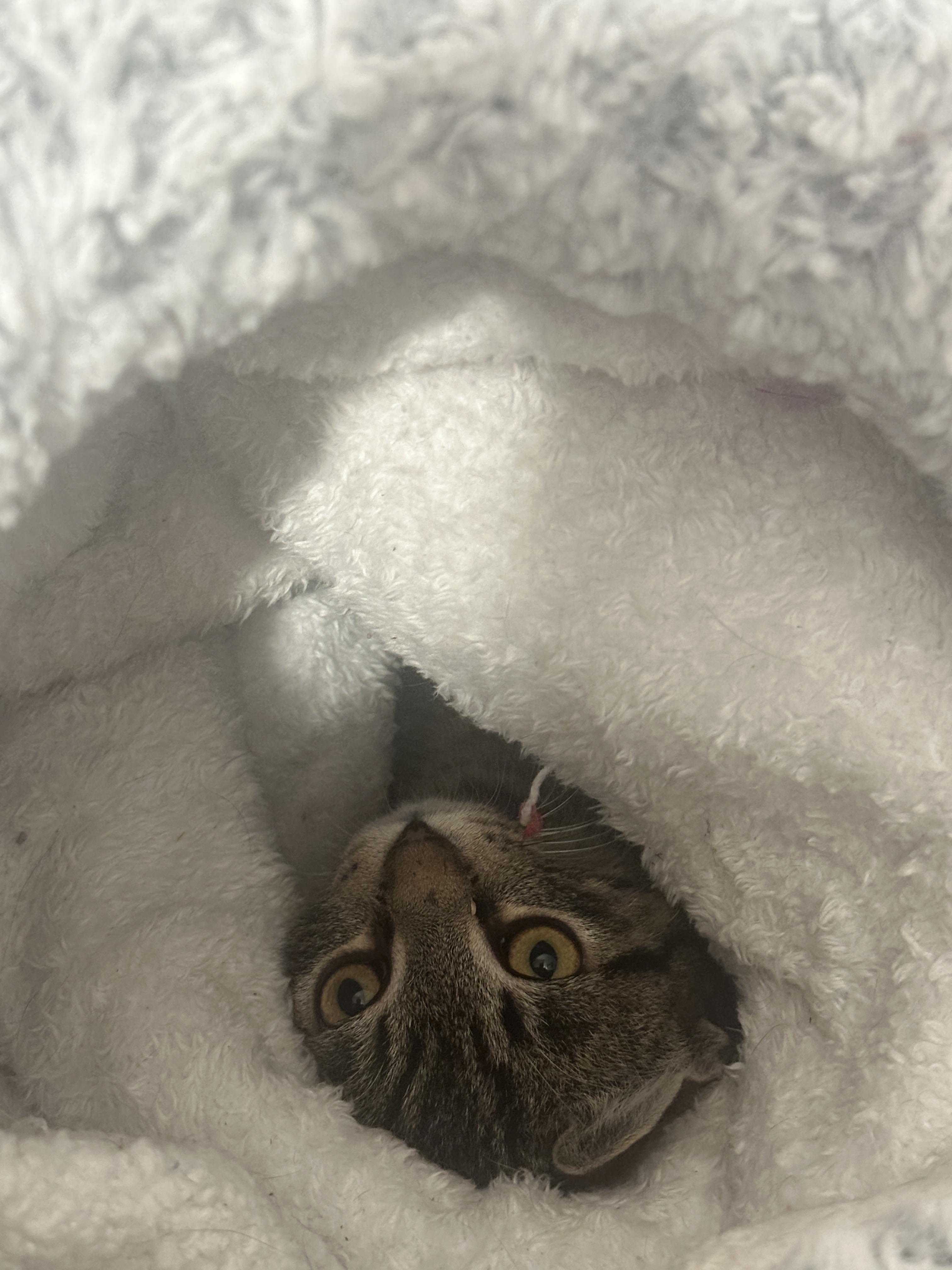 Enlarge Popcorn, a ADOPTABLE Tabby in Sheridan, OR image 2/2