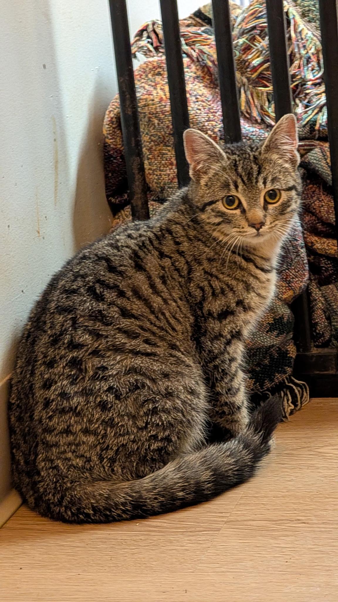 Enlarge Popcorn, a ADOPTABLE Tabby in Sheridan, OR image 1/2