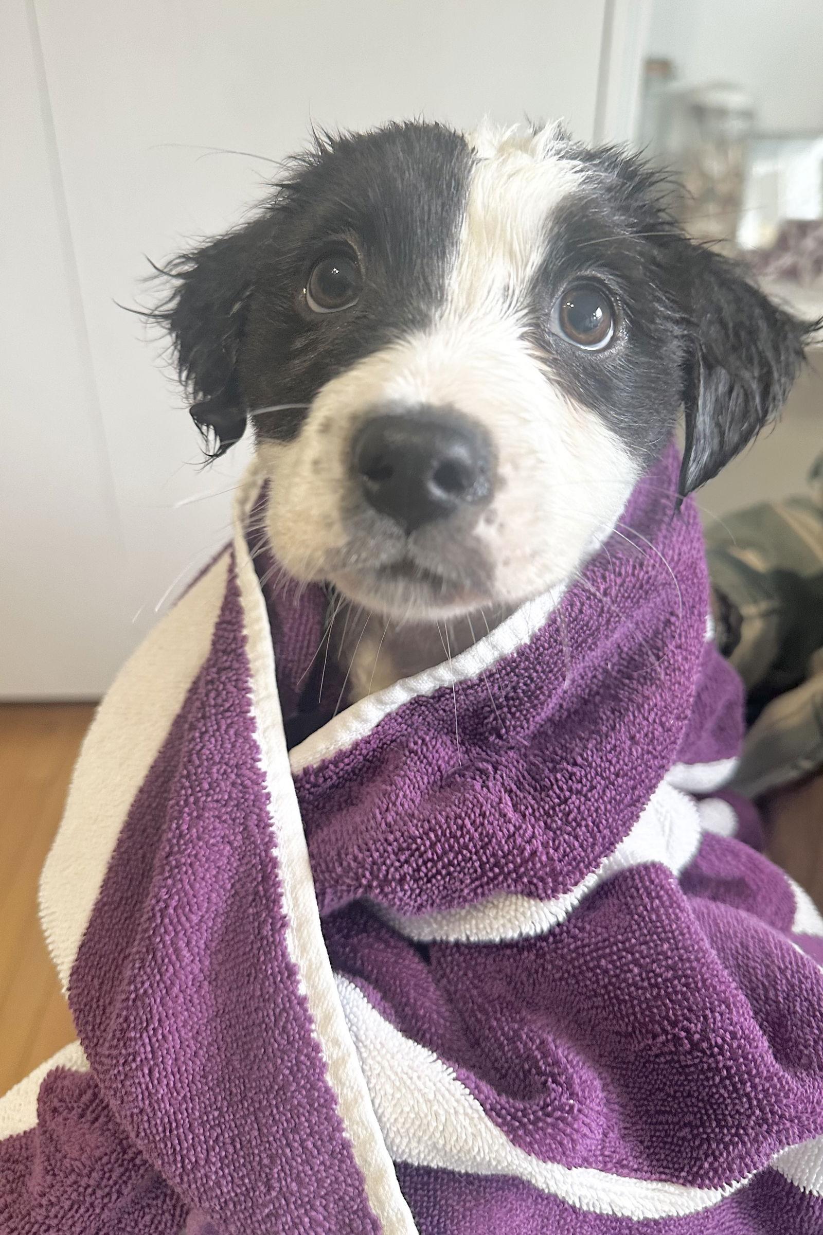 Charli, Adopted, Puppy Female Labrador Retriever & Border Collie.