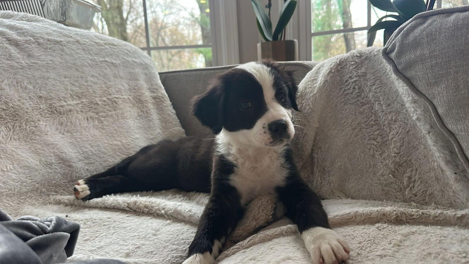 Enlarge Charli, a Adopted mixed breed in Tarrytown, GA image 2/3