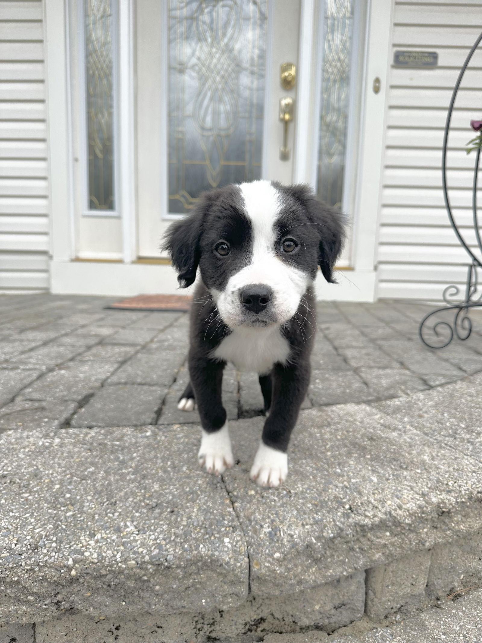 Enlarge Charli, a Adopted mixed breed in Tarrytown, GA image 3/3