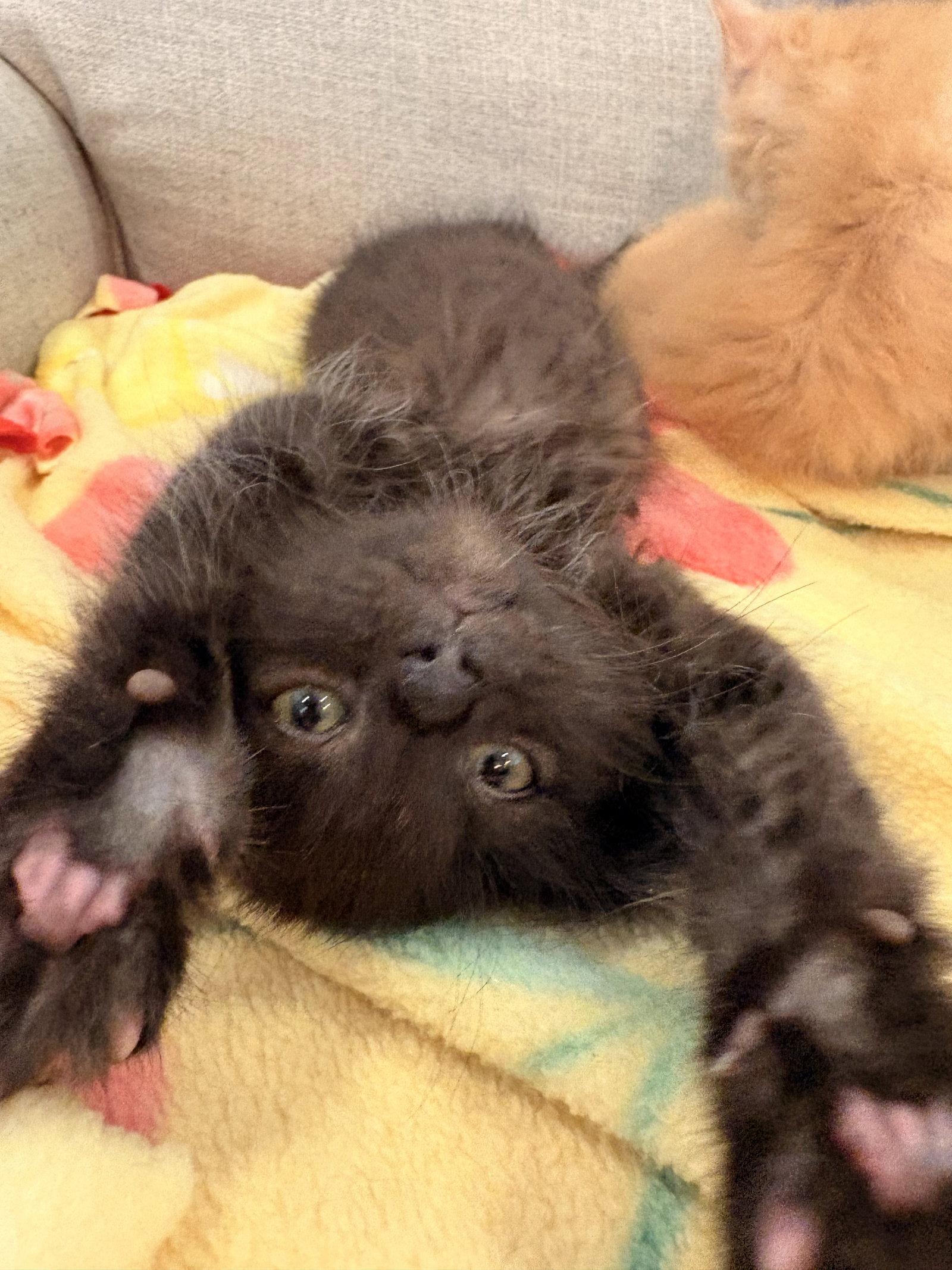 Mac, Adopted, Kitten Male Domestic Short Hair.