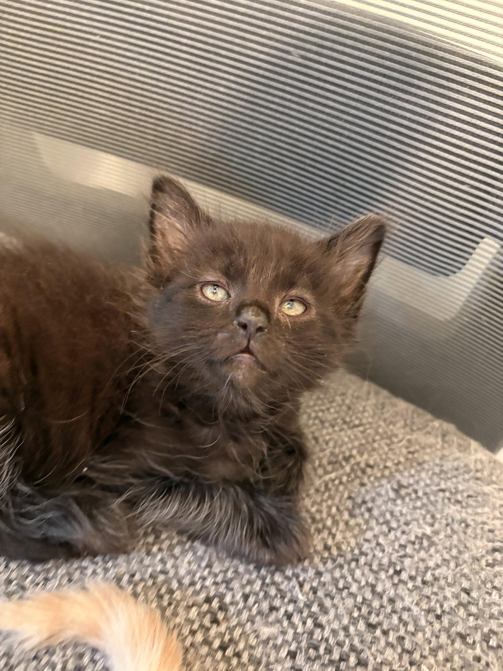 Enlarge Mac, a Adopted Domestic Short Hair in Lake Saint Louis, MO image 2/3