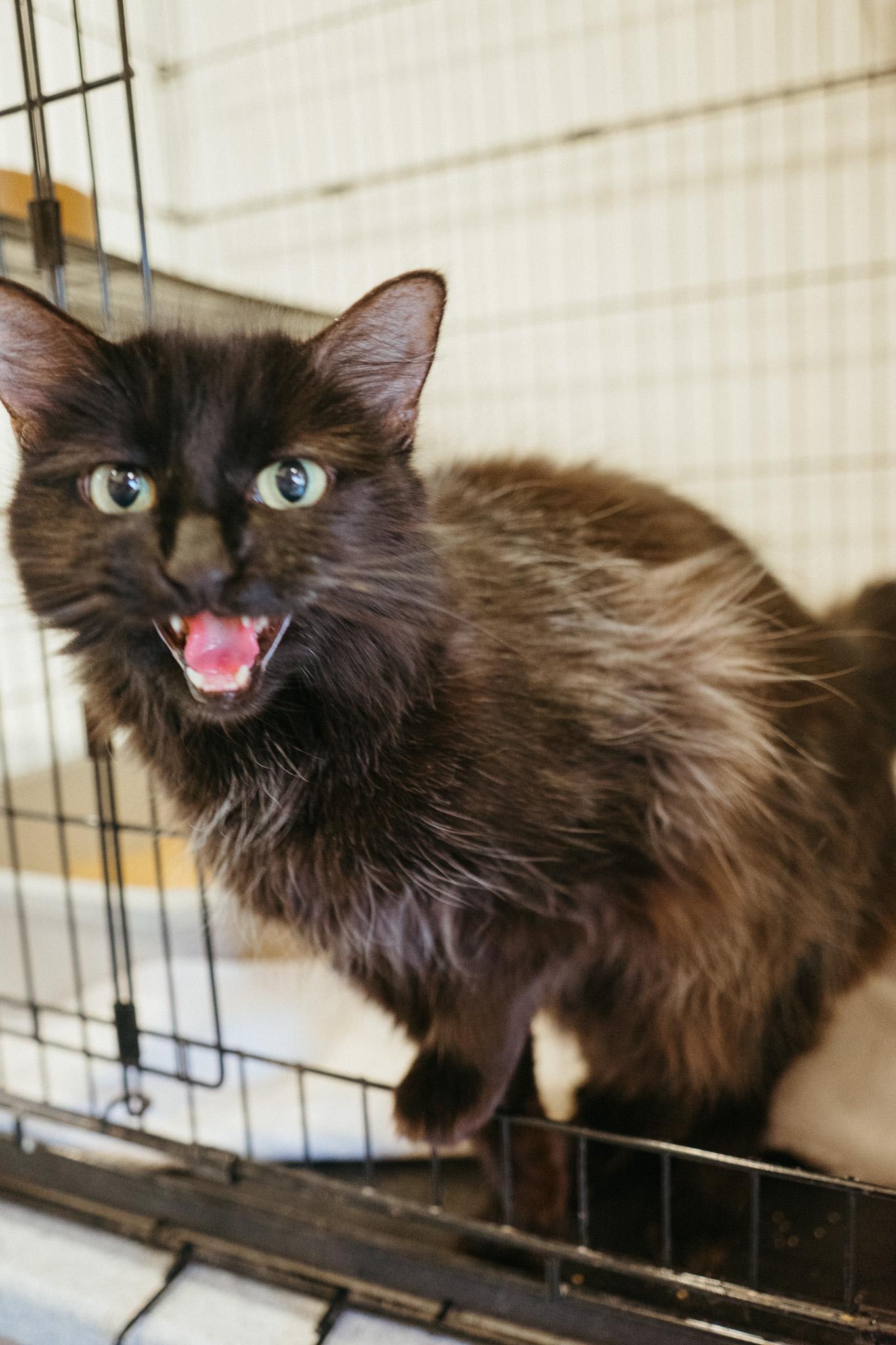 Elizabeth, a Adoptable Domestic Long Hair in Jackson, WY image 1/6