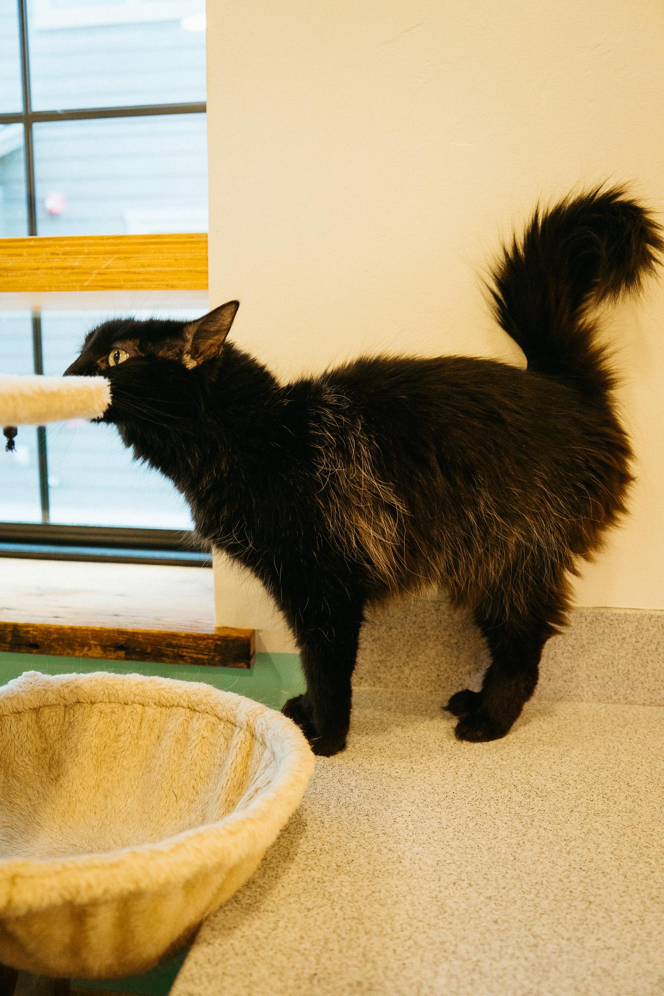 Elizabeth, a Adoptable Domestic Long Hair in Jackson, WY image 2/6
