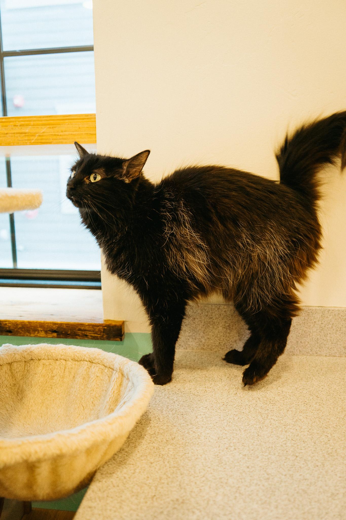 Elizabeth, a Adoptable Domestic Long Hair in Jackson, WY image 3/6