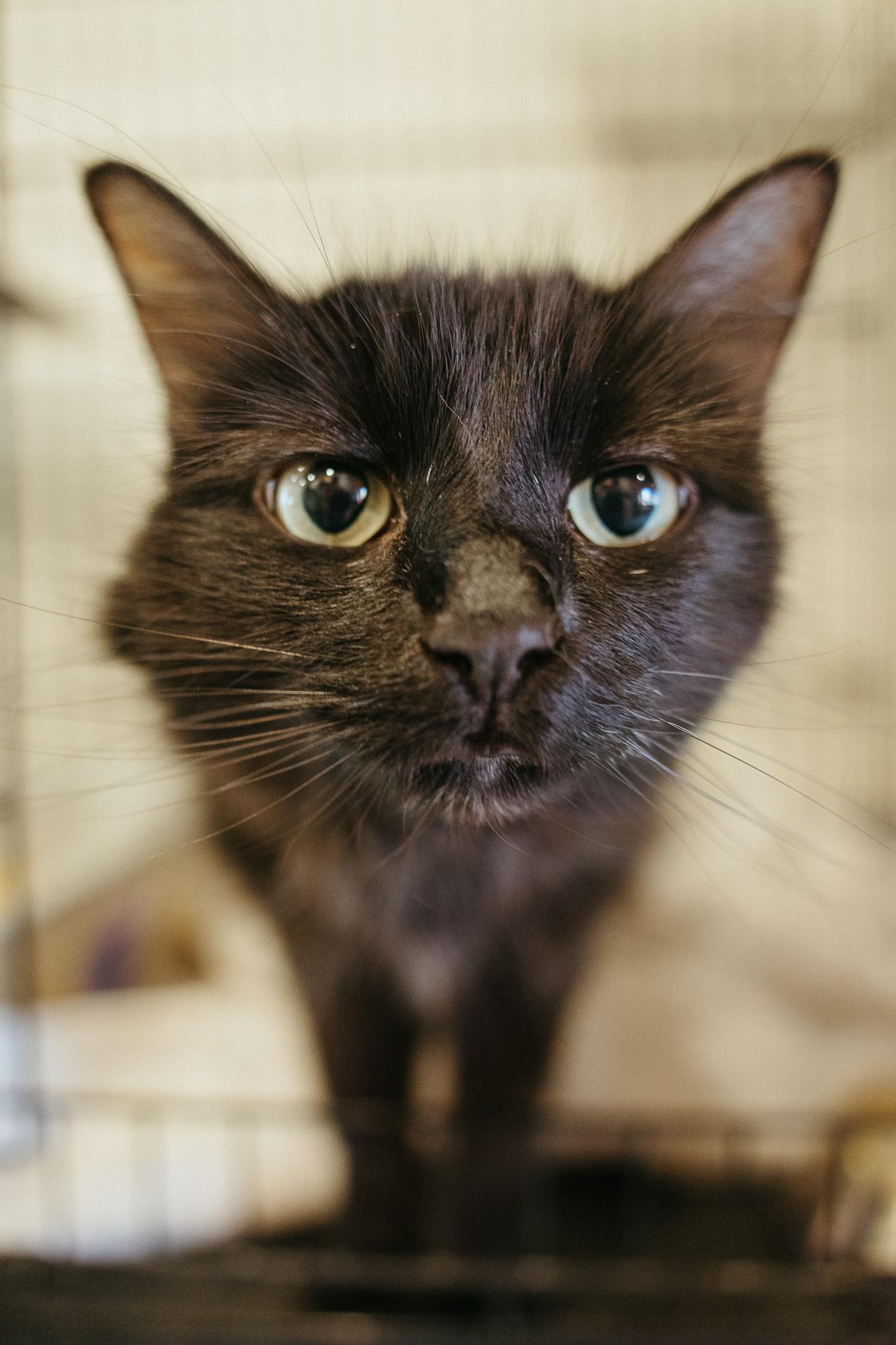 Elizabeth, a Adoptable Domestic Long Hair in Jackson, WY image 4/6