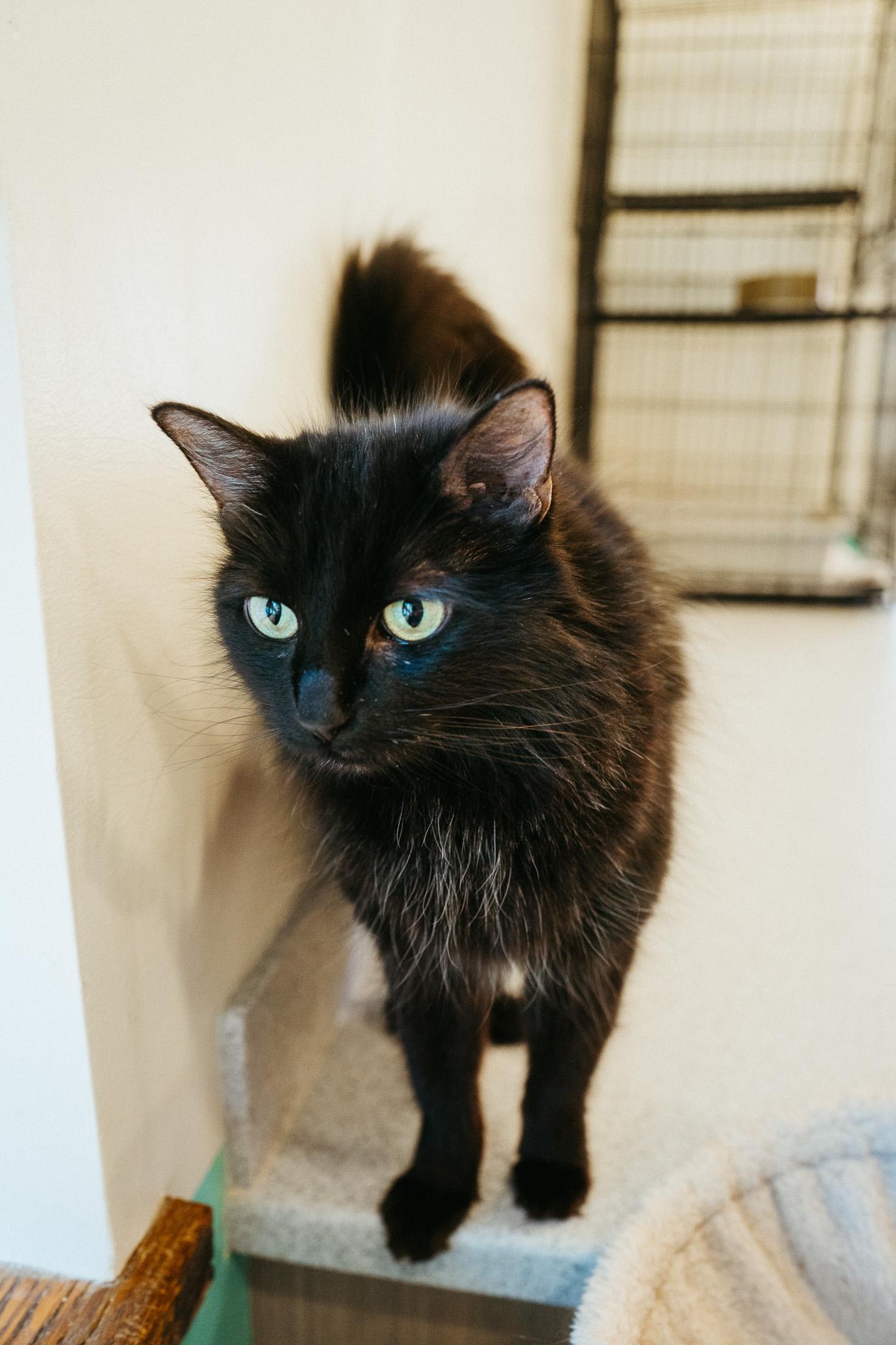Elizabeth, a Adoptable Domestic Long Hair in Jackson, WY image 5/6