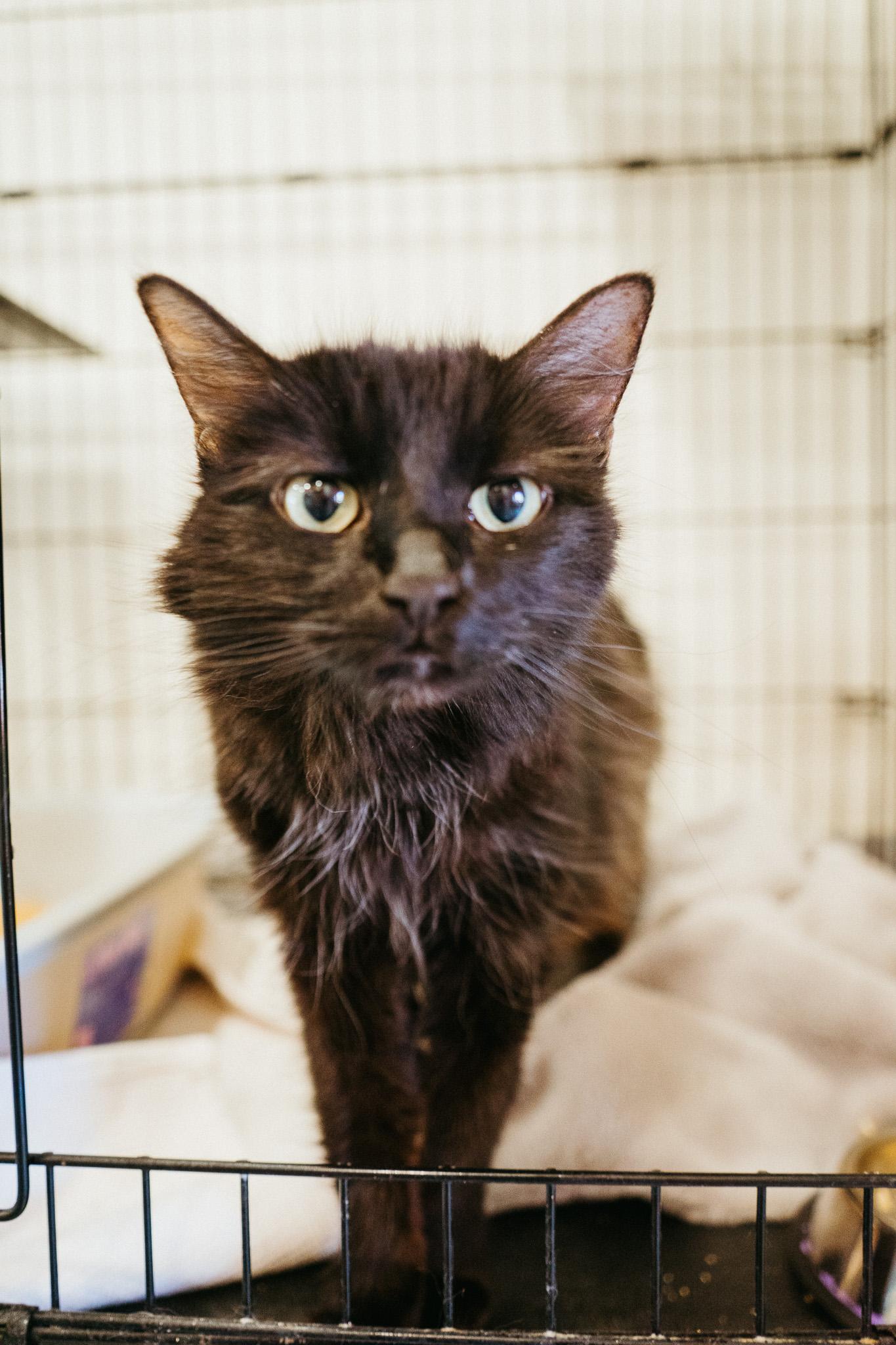 Elizabeth, a Adoptable Domestic Long Hair in Jackson, WY image 6/6