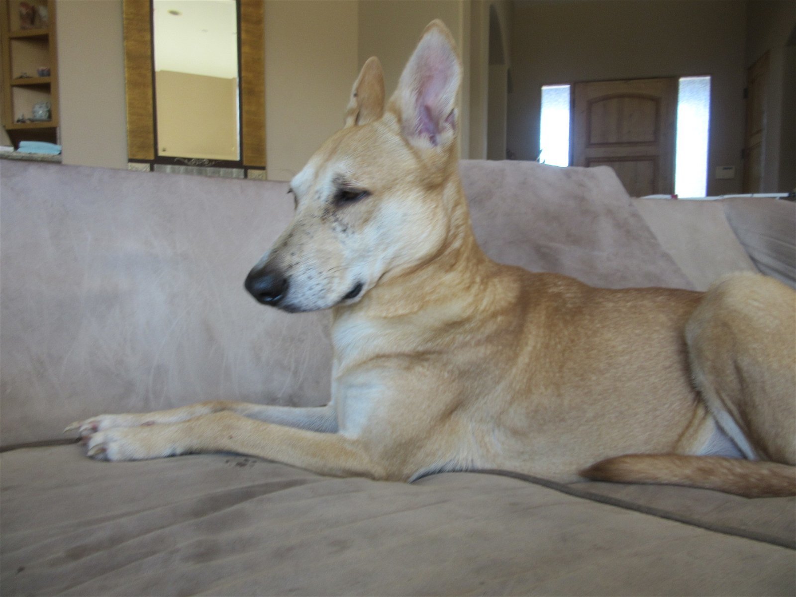 WYLIE, Adoptable, Adult Male Carolina Dog.