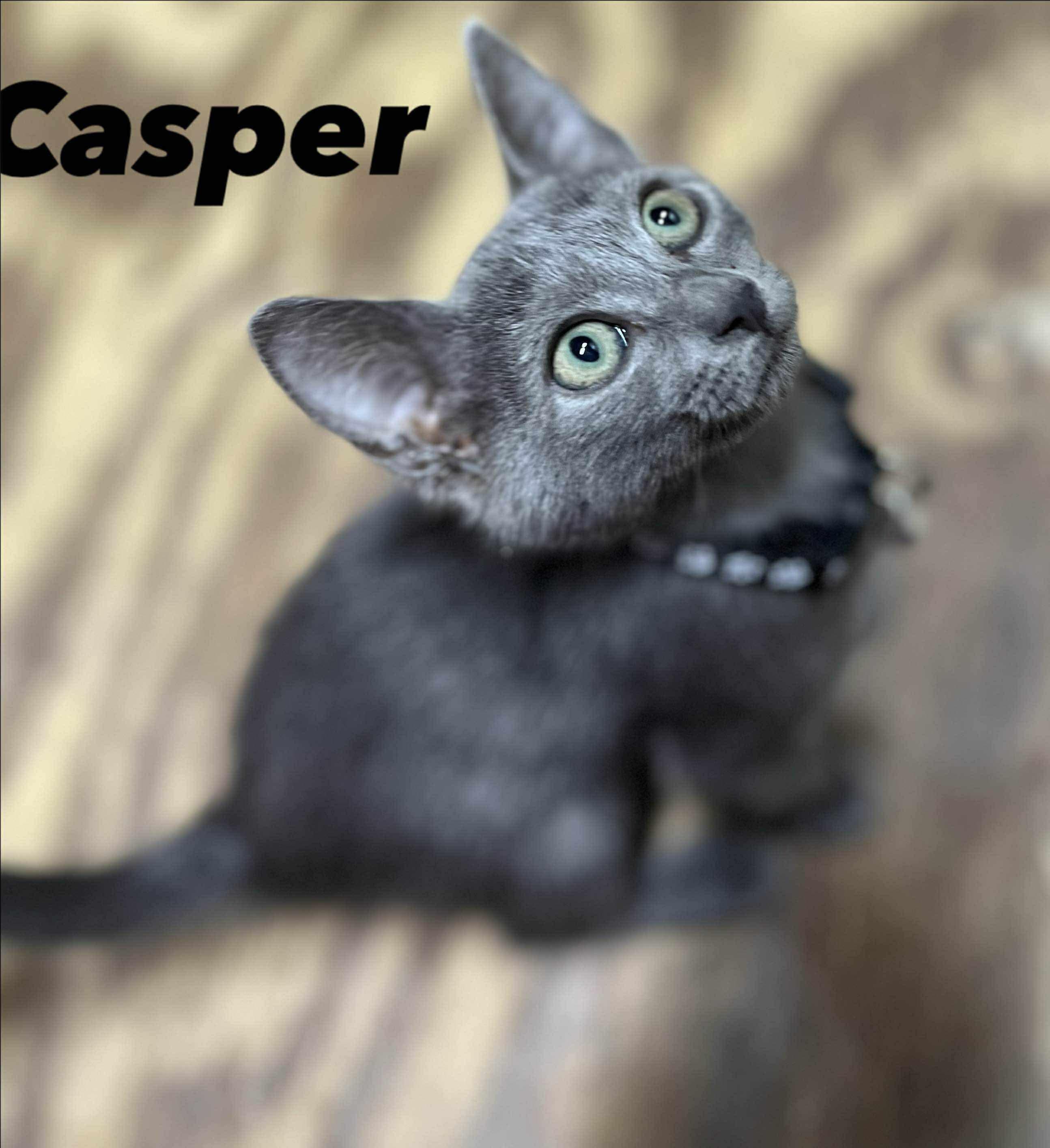 Calypso Cat Rescue: Saving Lives, One Cat at a Time