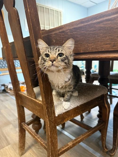 Kitten 27540 (Mark) — thumbnail 3