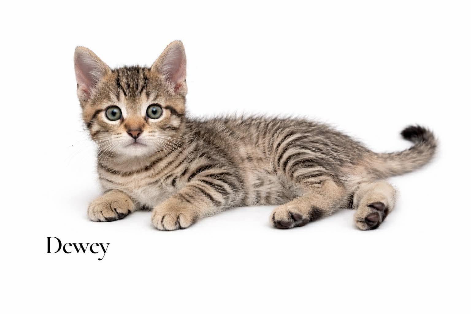 Enlarge Dewey, a ADOPTABLE Domestic Short Hair in Stevensville, MI image 1/1