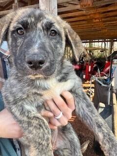Enlarge Jersey, a Adoptable mixed breed in Gillsville, GA image 2/2