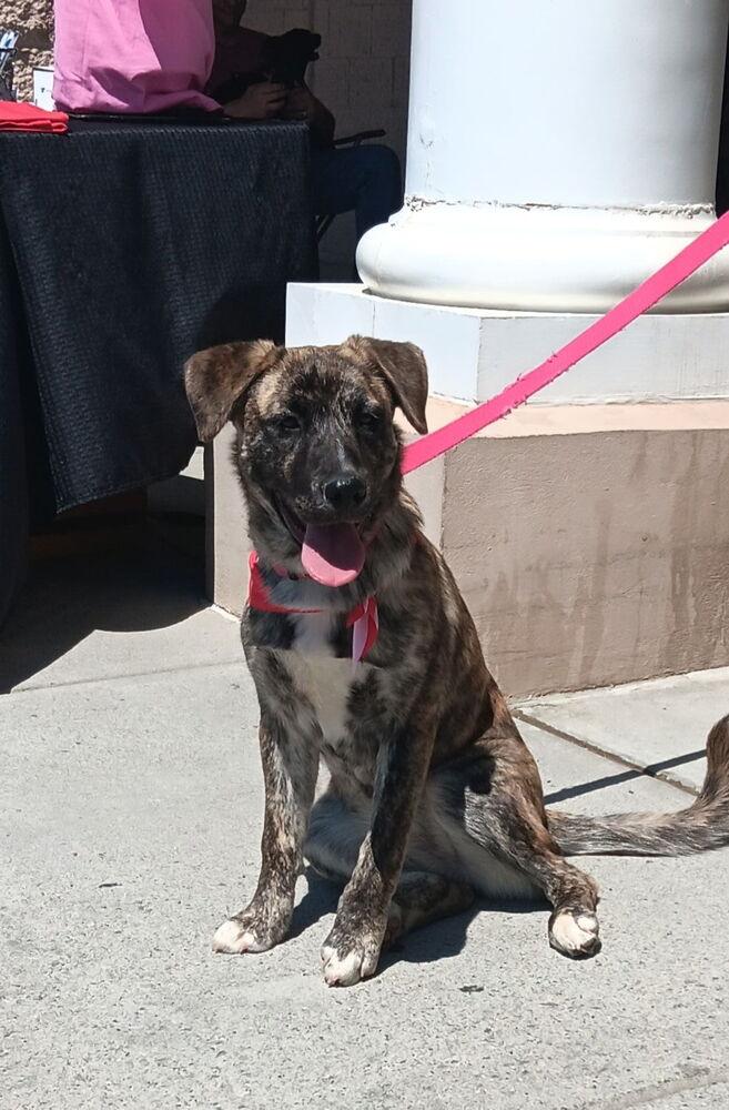 Enlarge Jersey, a Adoptable mixed breed in Gillsville, GA image 2/2