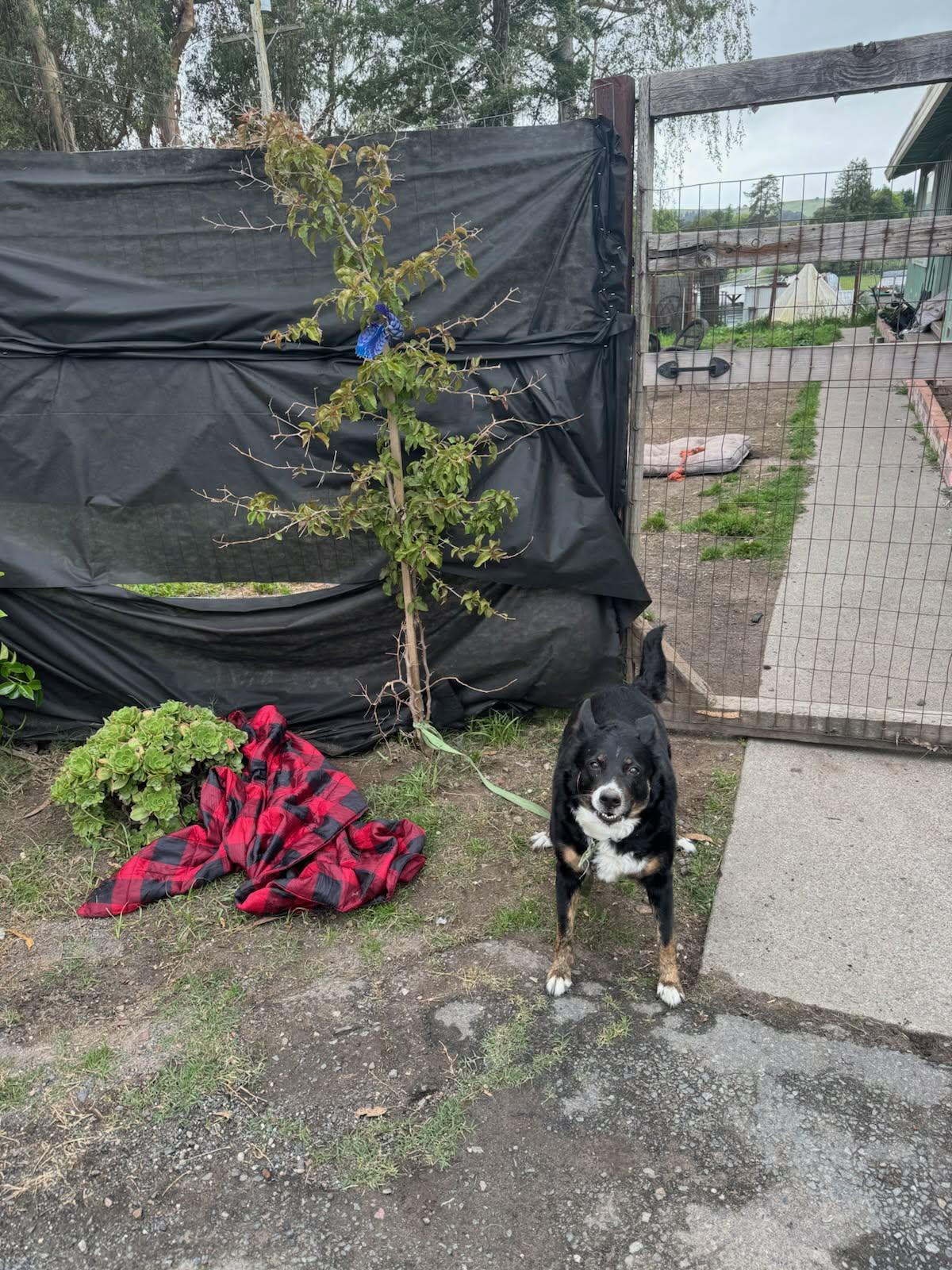 Enlarge Blossom, a ADOPTABLE mixed breed in Petaluma, CA image 2/3