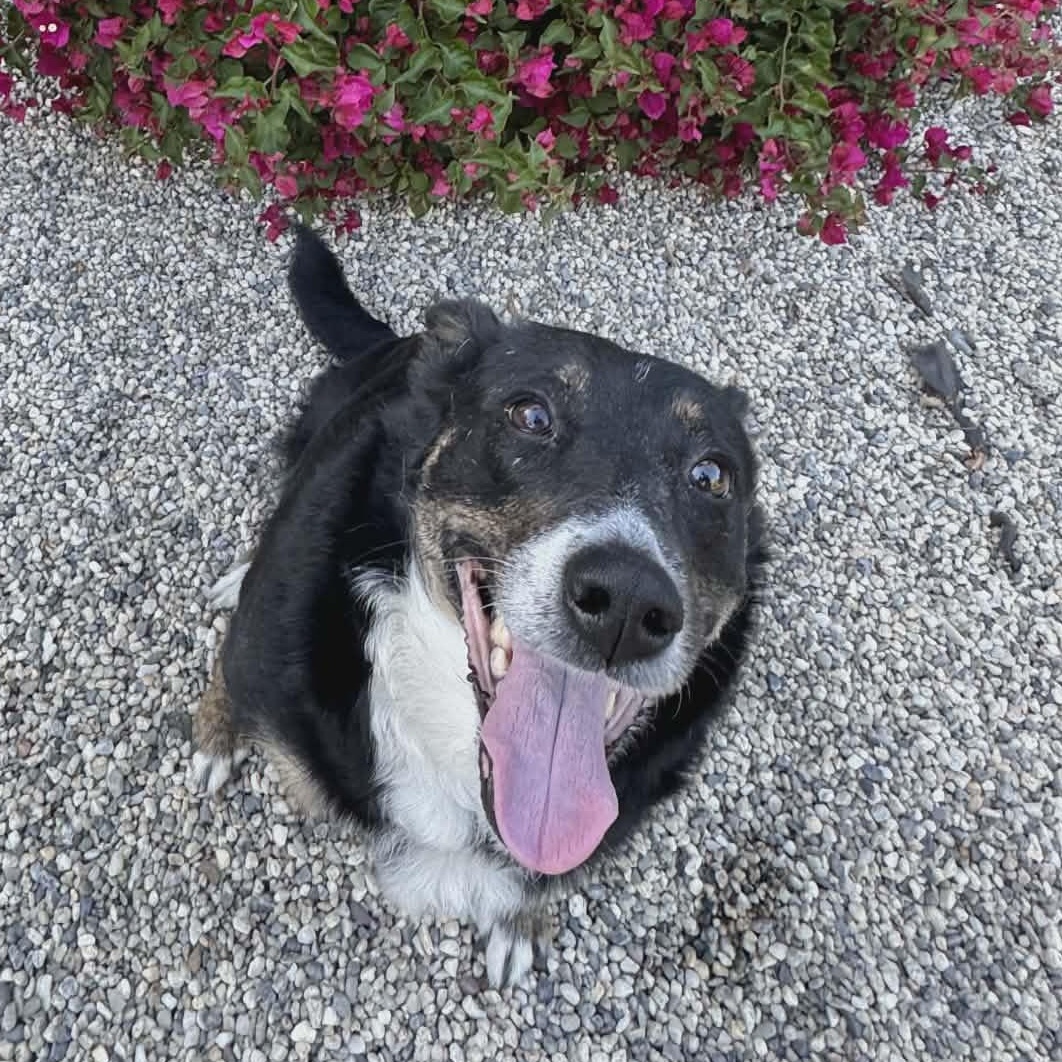 Blossom, a ADOPTABLE mixed breed in Petaluma, CA image 2/5