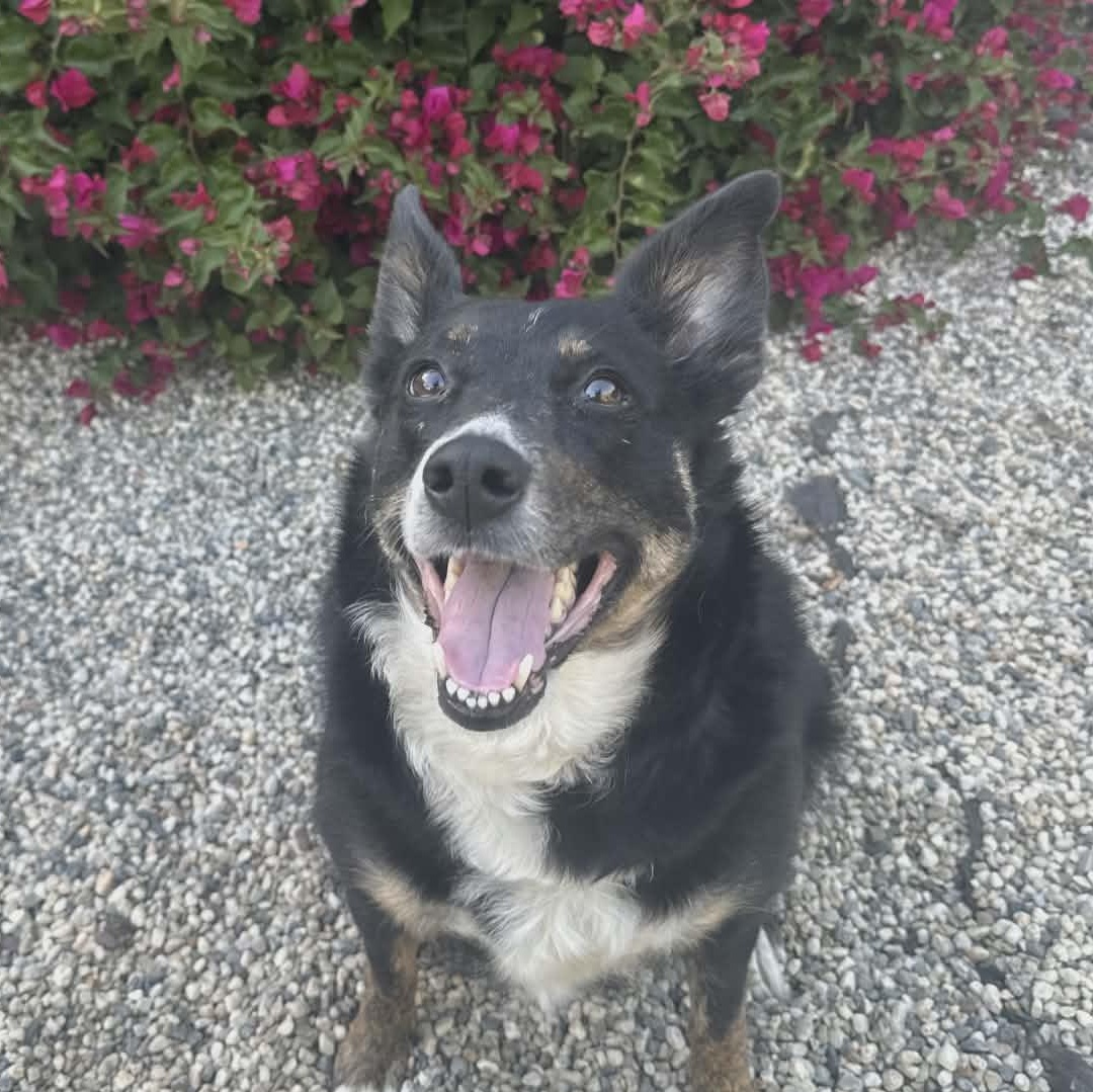 Blossom, ADOPTABLE, Adult Female Border Collie & Australian Shepherd.