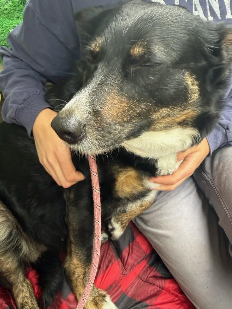 Enlarge Blossom, a ADOPTABLE mixed breed in Petaluma, CA image 3/3