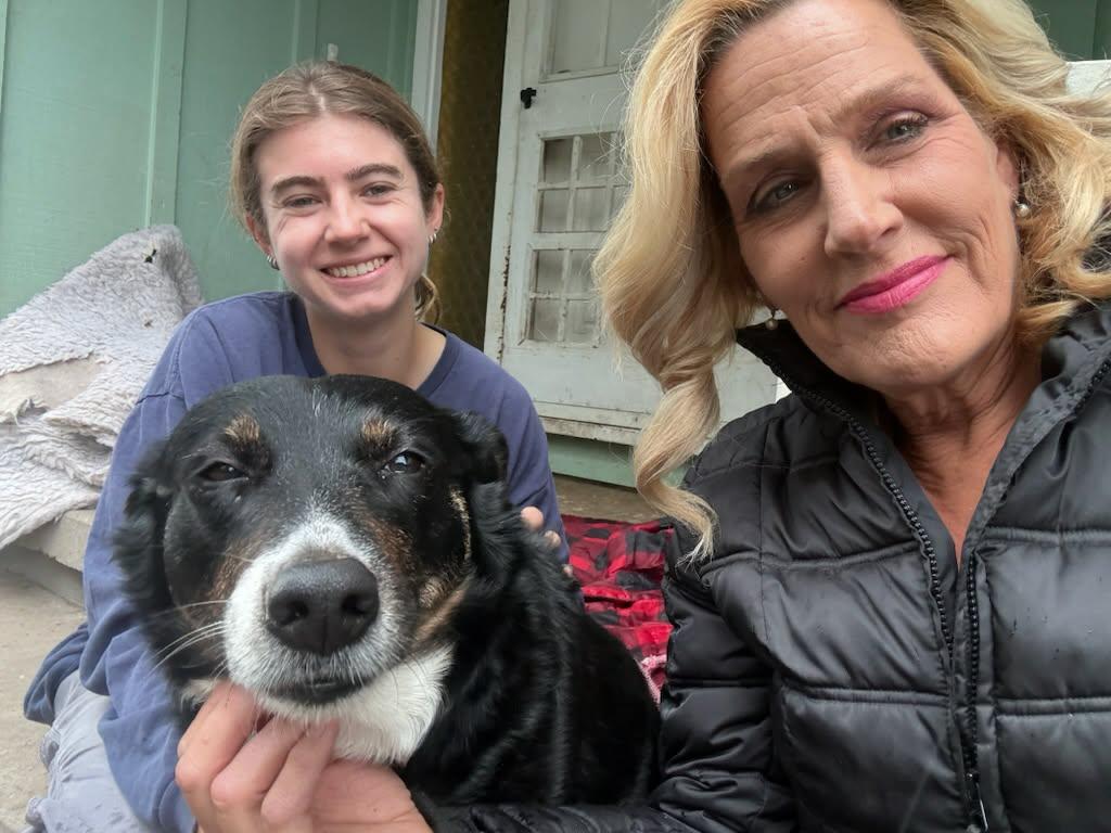 Blossom, ADOPTABLE, Adult Female Border Collie & Australian Shepherd.