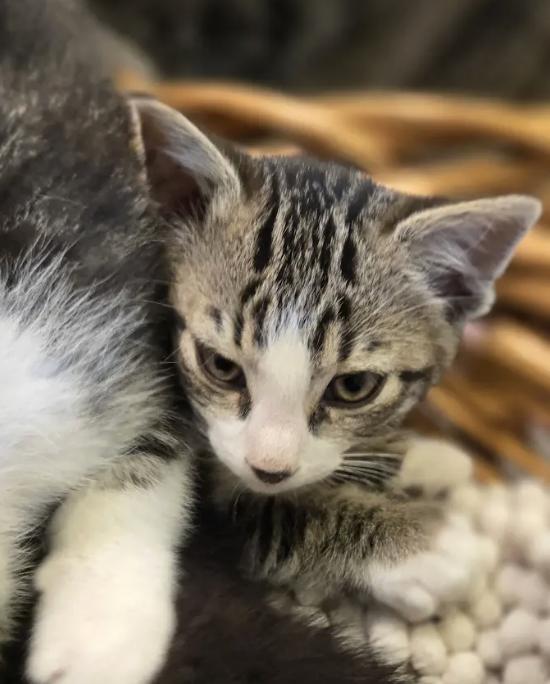 Deli, Adopted, Kitten Female Tabby.