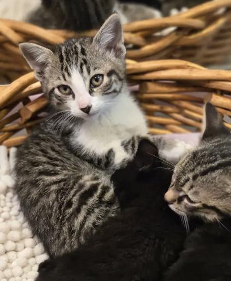 Enlarge Deli, a Adopted Tabby in Decatur, GA image 2/3