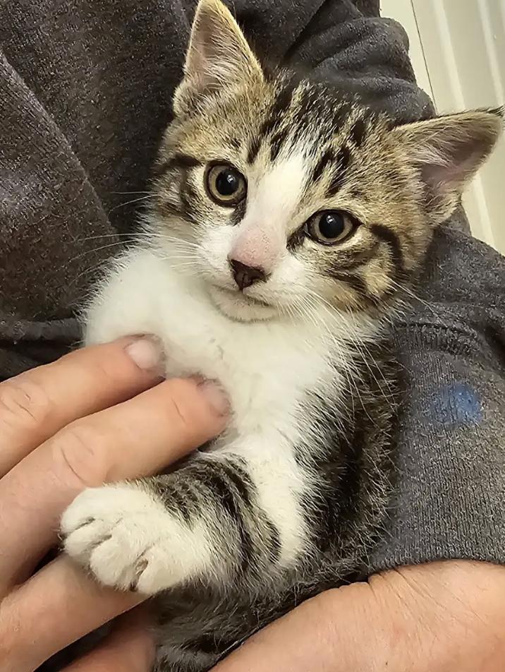 Enlarge Deli, a Adopted Tabby in Decatur, GA image 3/3