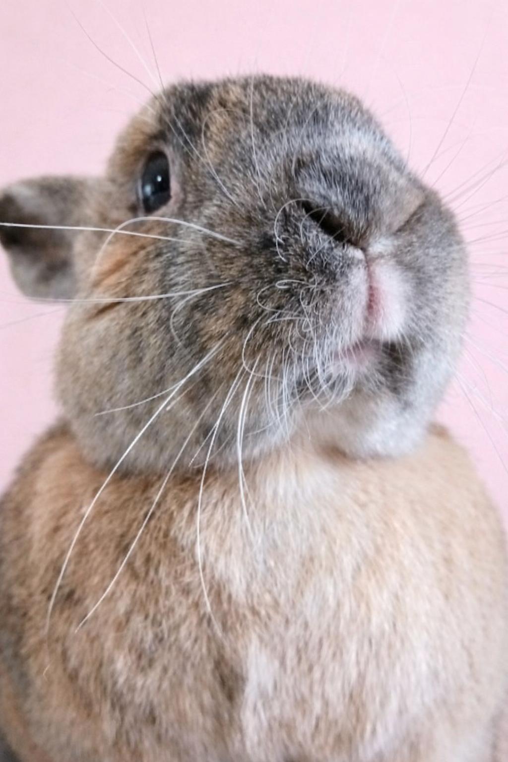 Enlarge Vayda, a Adoptable Harlequin in Marshfield, WI image 1/2