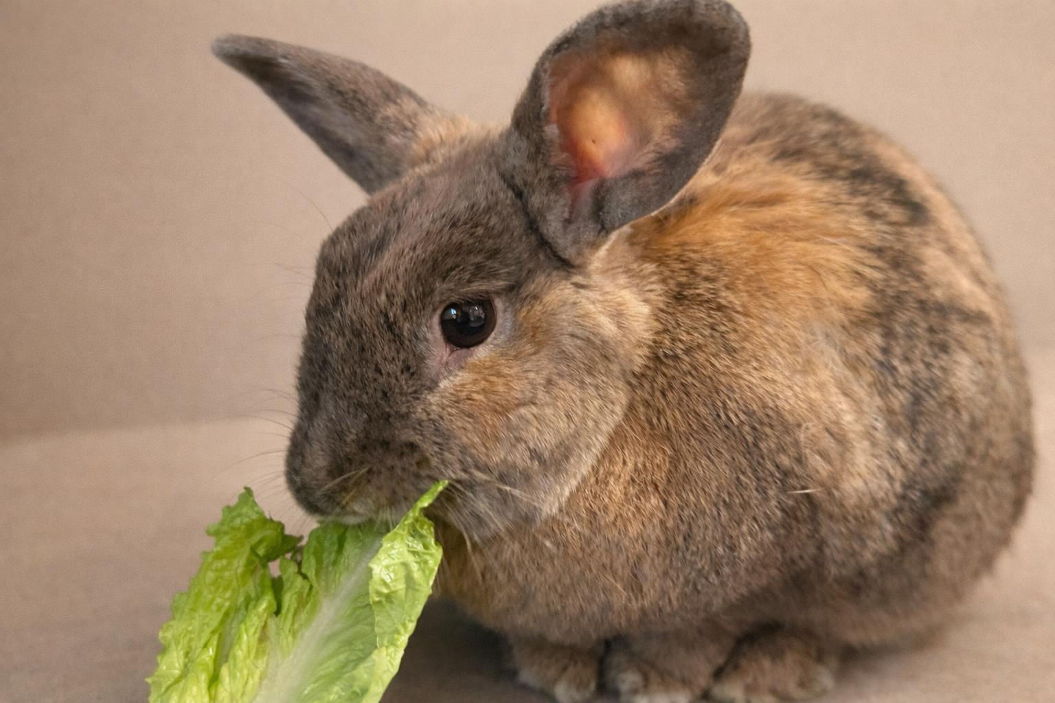 Enlarge Vayda, a Adoptable Harlequin in Marshfield, WI image 2/2