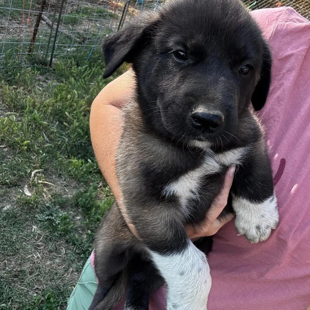 Enlarge Efron , a ADOPTABLE mixed breed in Lafayette, CA image 1/1