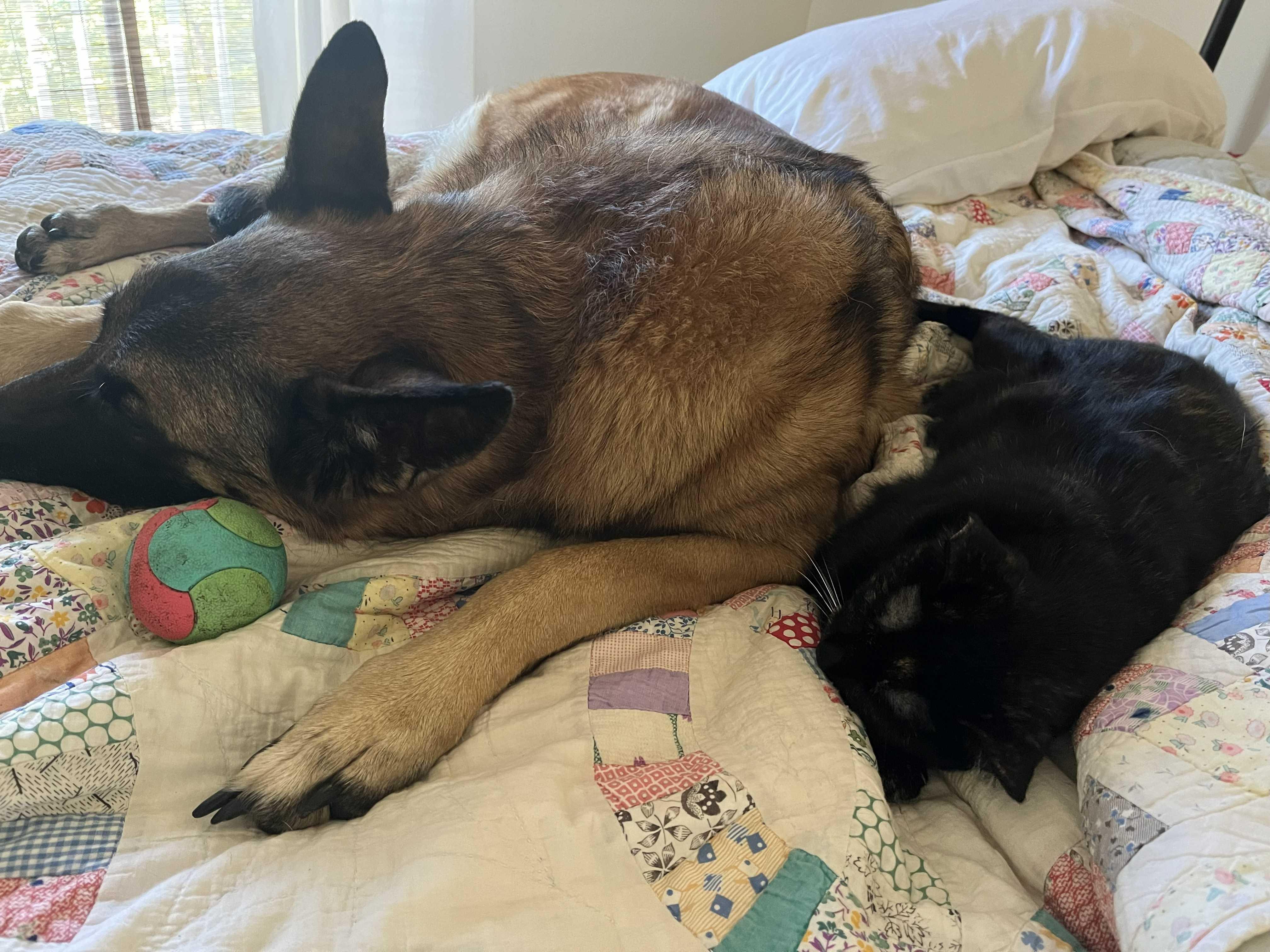 Violet, a Adoptable Tortoiseshell in Sacramento, CA image 1/3