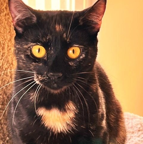 Violet, a Adoptable Tortoiseshell in Sacramento, CA image 2/3