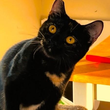 Violet, a Adoptable Tortoiseshell in Sacramento, CA image 3/3