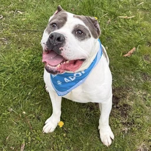 Gabriel, a Adoptable mixed breed in Syracuse, NY image 1/5