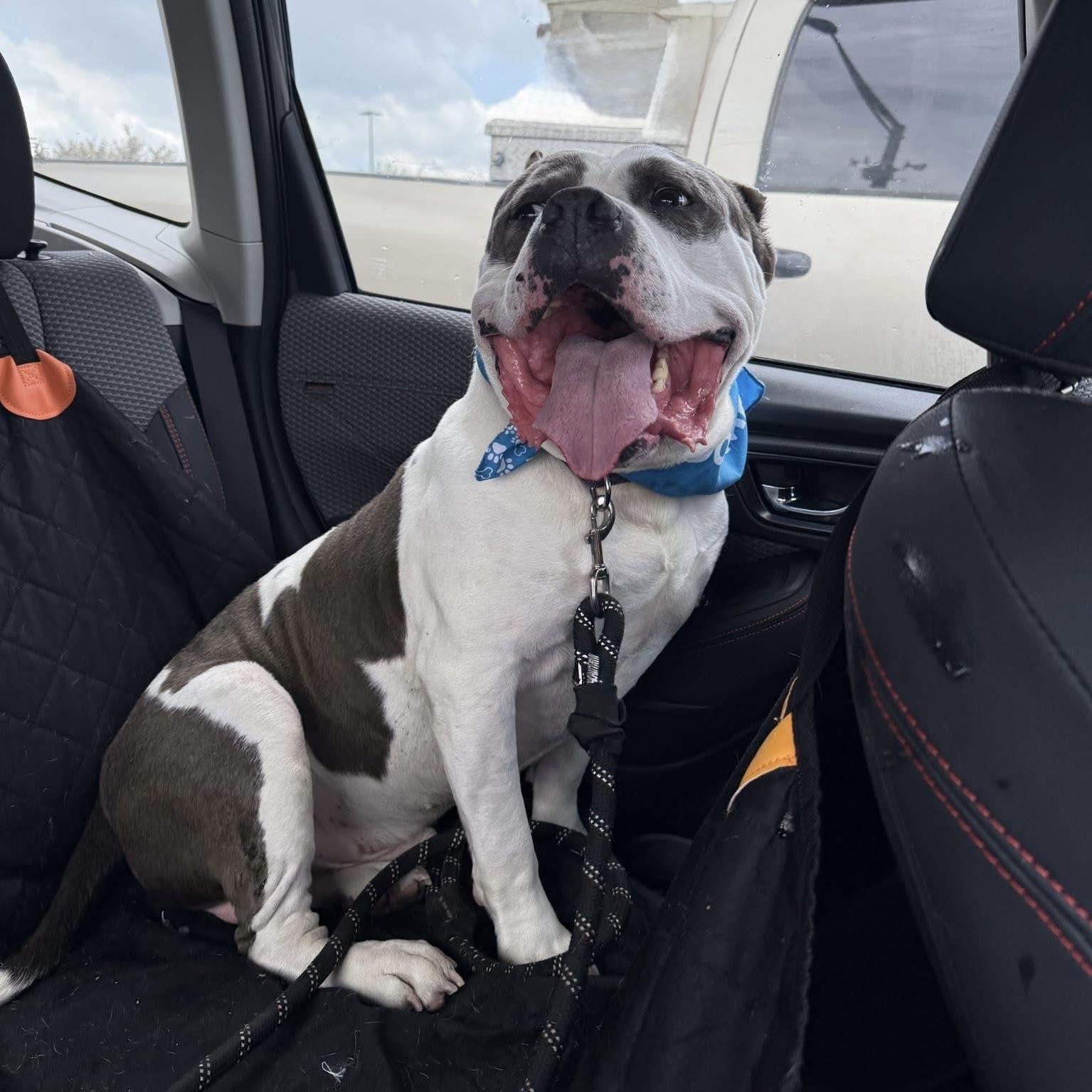 Gabriel, a Adoptable mixed breed in Syracuse, NY image 2/5