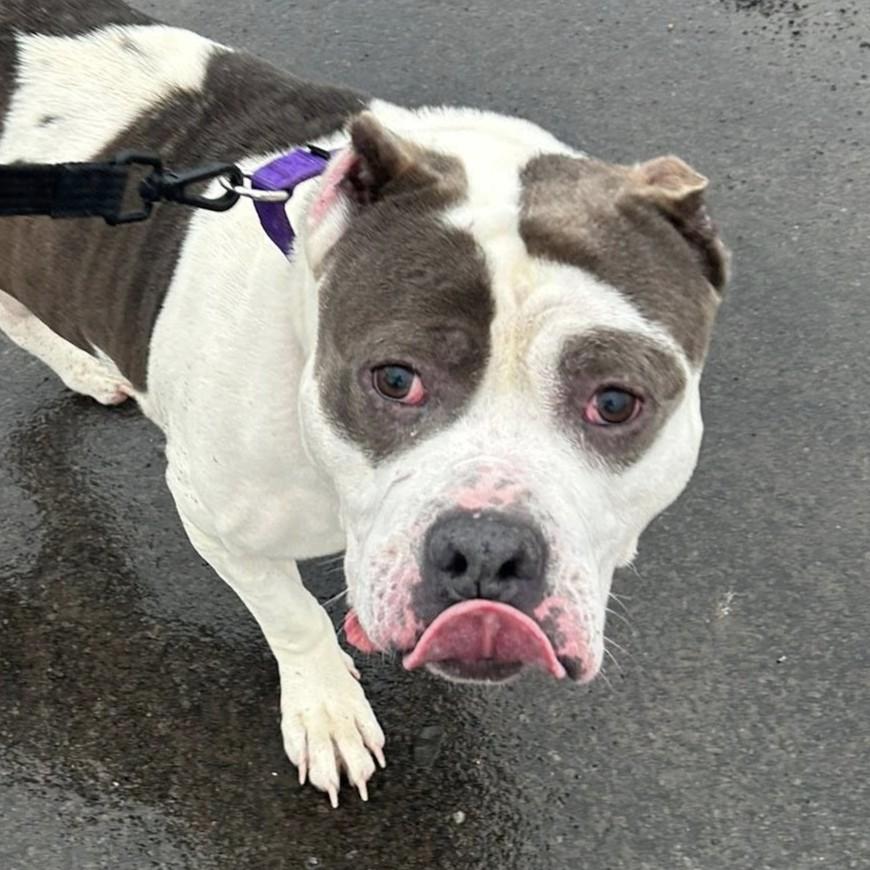Enlarge Gabriel, a Adoptable mixed breed in Syracuse, NY image 1/2