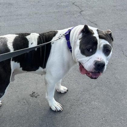 Enlarge Gabriel, a Adoptable mixed breed in Syracuse, NY image 2/2