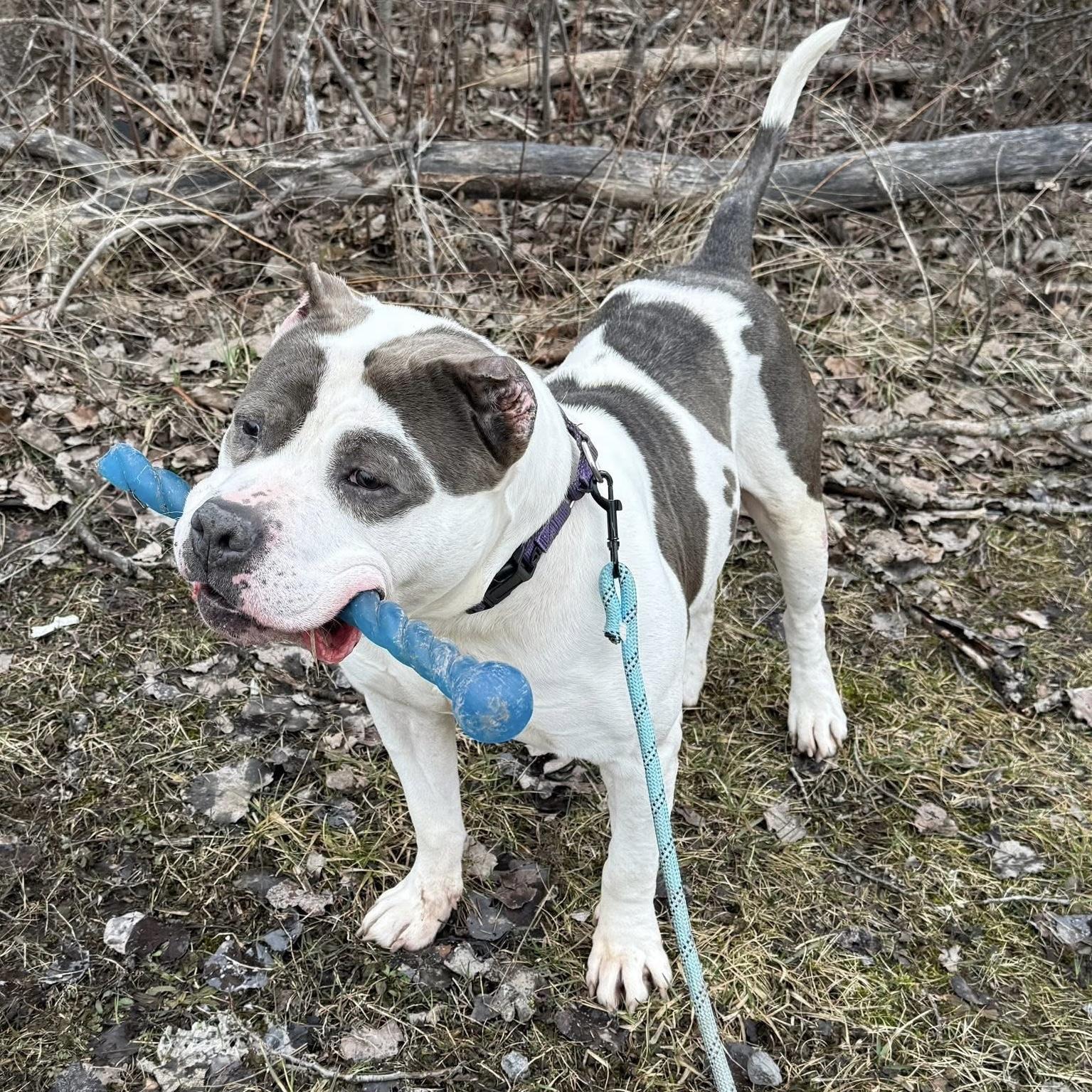 Gabriel, a Adoptable mixed breed in Syracuse, NY image 3/5