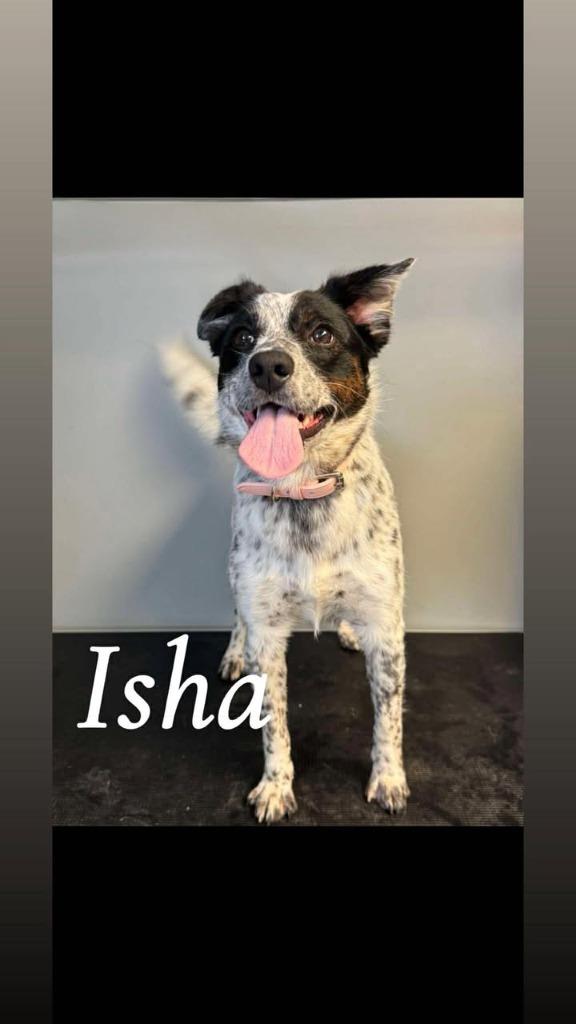 Enlarge Isha, a Adoptable mixed breed in Winchester, IN image 1/1
