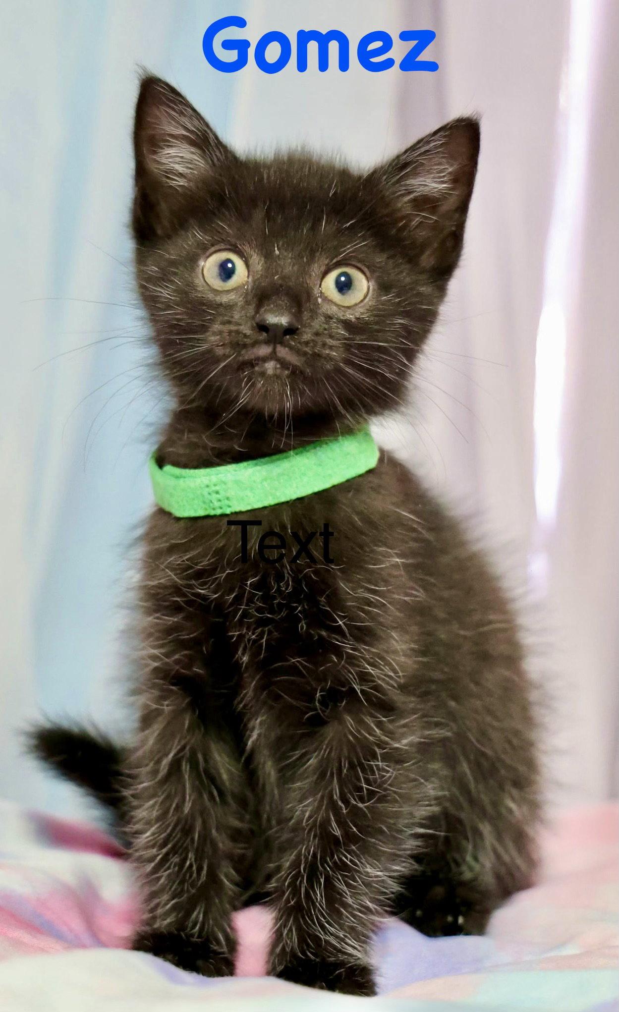 Enlarge Gomez, a Adoptable Domestic Short Hair in Reston, VA image 2/3