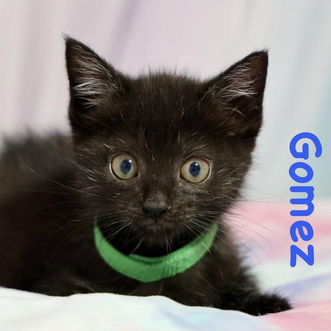 Gomez, Adoptable, Kitten Male Domestic Short Hair.