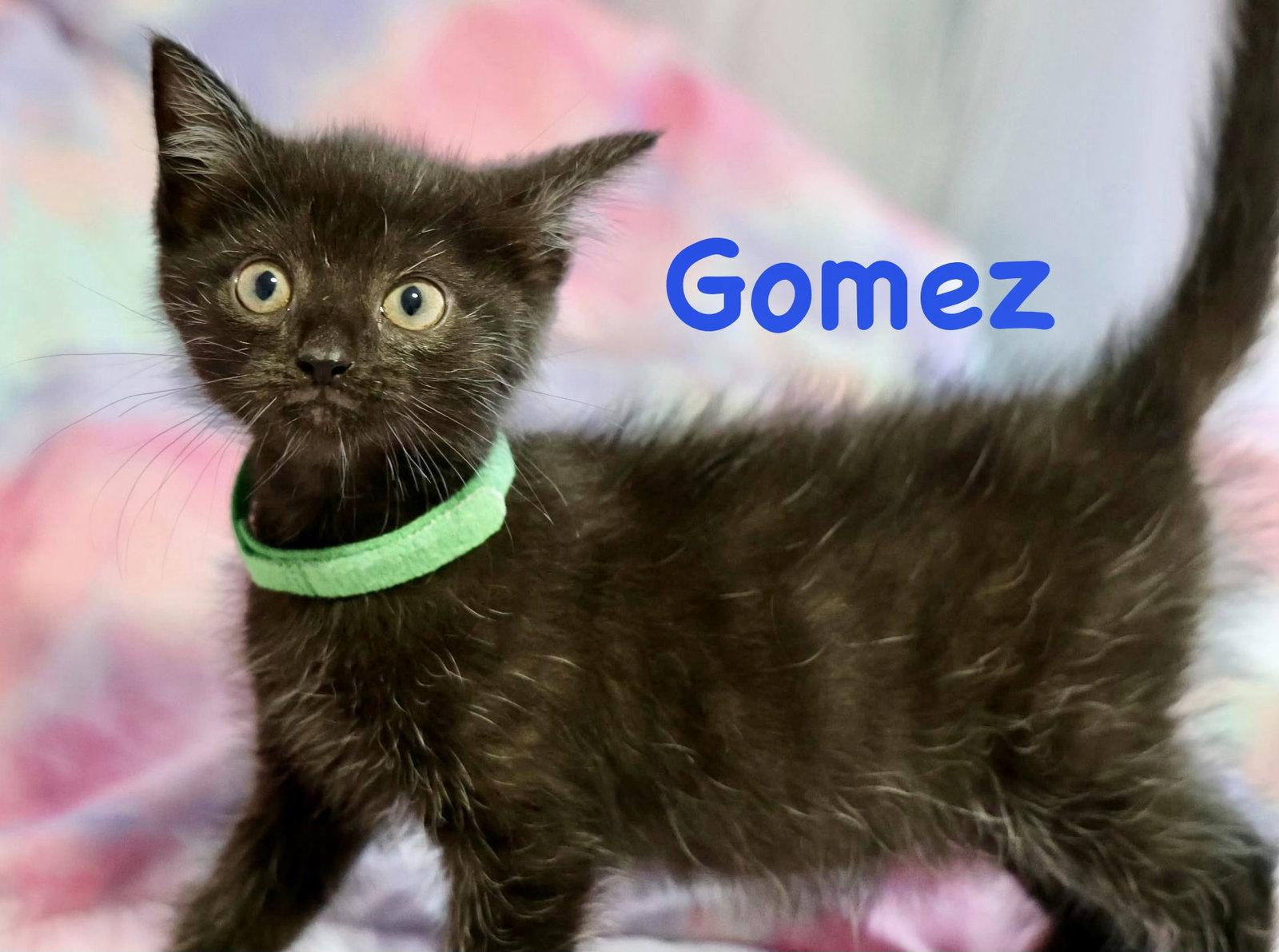 Enlarge Gomez, a Adoptable Domestic Short Hair in Reston, VA image 3/3