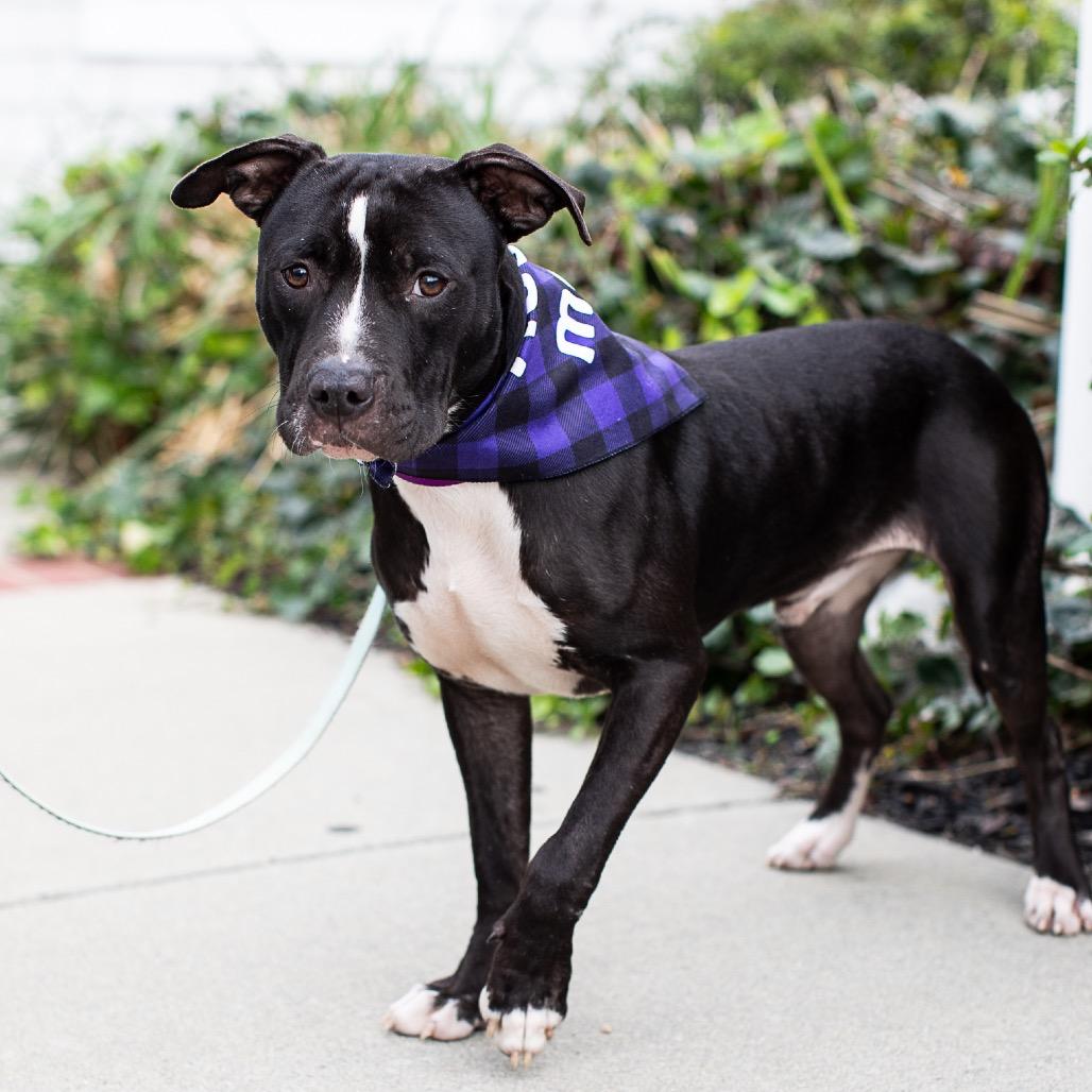 Gizmo, Adoptable, Young Male American Staffordshire Terrier.